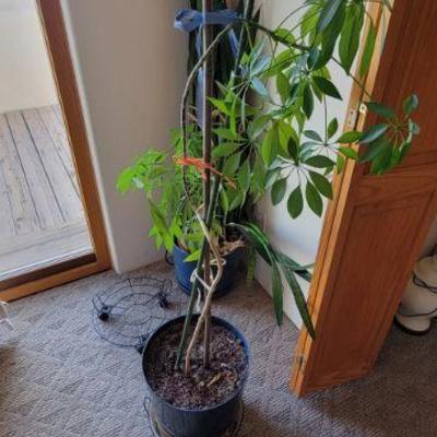 Plants $50 ea 