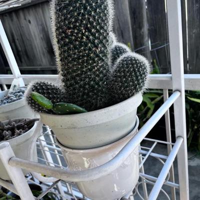 CACTUS