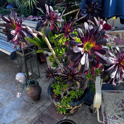 SUCCULENTS
