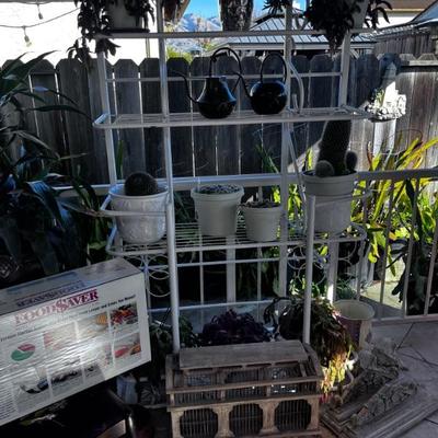 IRON RACK- CASTUS PLANTS