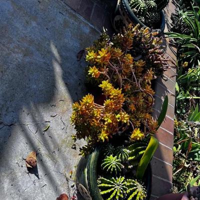 CACTUS
