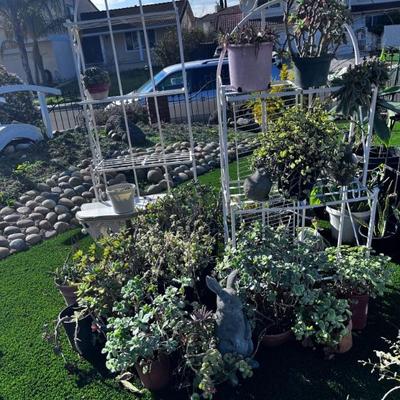 MULTI- SUCCULENTS
