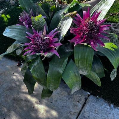 FLORAL FOR SALE