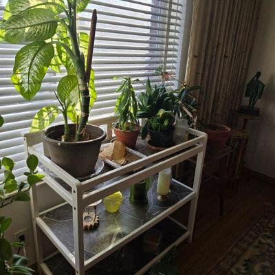 Plants and wonderful cart