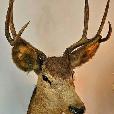 Vintage 6 Point Taxidermy Deer Head.
