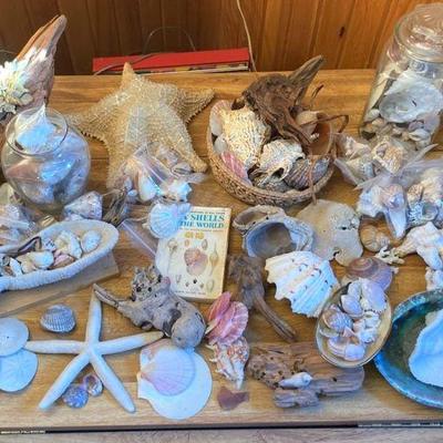 Shells and driftwood