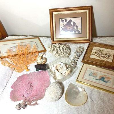 Coral specimens