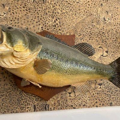 several mounted sea bass