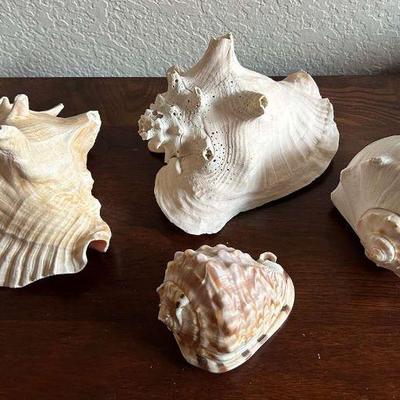 Mb180 large conch sea shells