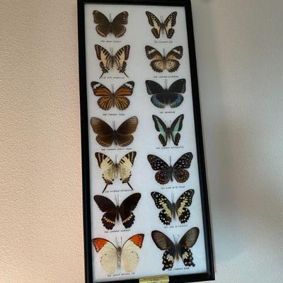 Framed Butterfly Farm