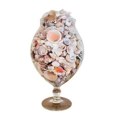 Lot 233   
Large Glass Vase Filled With Mixed Seashells Of Many Varieties