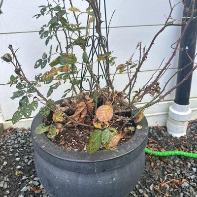 Outdoor plants