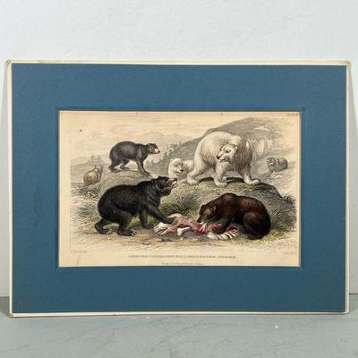 Blackie And Sons Depiction Of Multiple Bears | By artists: J. Stewart and J. Bishop Lithograph depicting multiple varieties of bear...