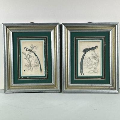 (2pc) PAIR ANTIQUE BIRD-COLORED LITHOGRAPHS | Including: pair of Red Billed Widah color lithograph engravings labeled on back “Hand...