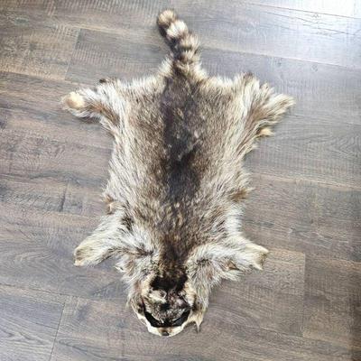 Raccoon Pelt
