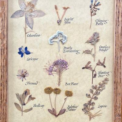 Genuine Pressed Rocky Mountian Wildflowers From Boulder Foothills In Glass Front Frame