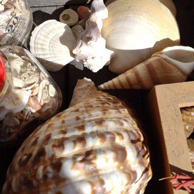 Xl collection of seashells all sizes