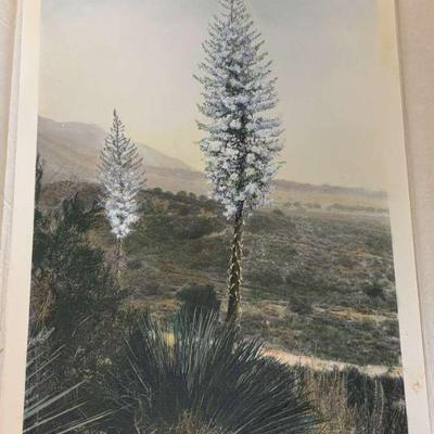 Spanish bayonet yucca 29 tinted photograph