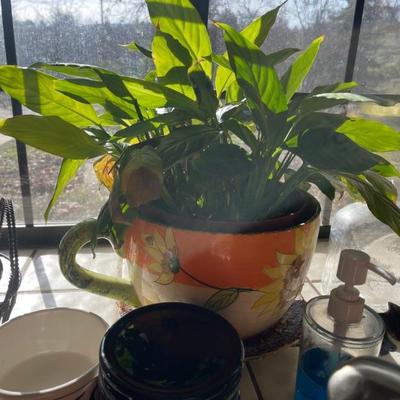 Plants 