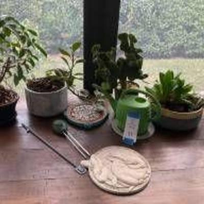 Assorted Live Plants