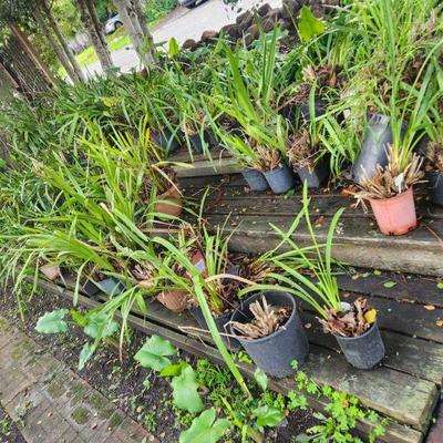 100's of Outdoor Orchids
