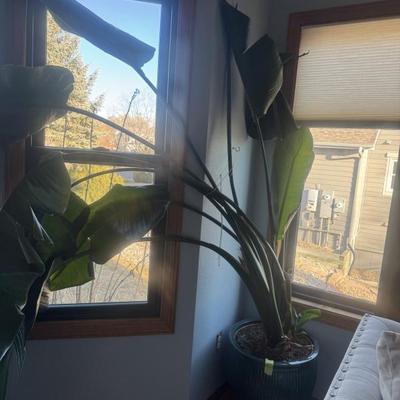 XL Birds of Paradise, with Indochine Planter