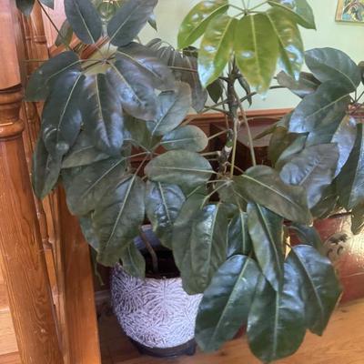 Extra large plant (pots are separate )