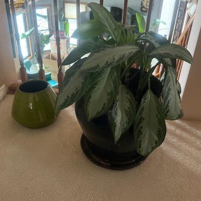 Large Dumb Cane Plant