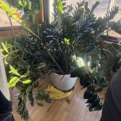 Huge  ZZ plant