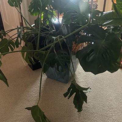 Beautiful Large Monstera