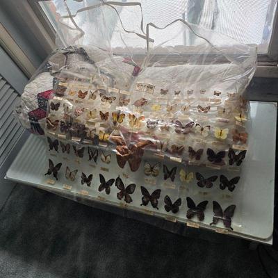 Sealed butterfly collection