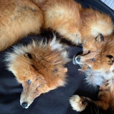Tw227 red fox stole