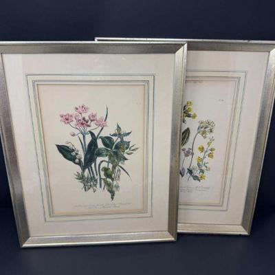 Pair of Vintage Botanical Prints, Primroses & Other Flowers - Framed	