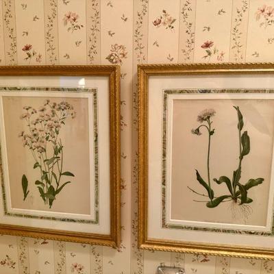 (2) The Flowers and Ferns of the United States" by Thomas Meehan Prints
