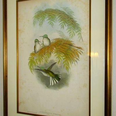Antique John Gould print