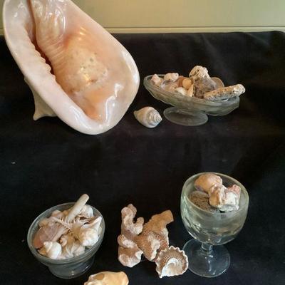 Conch shell exoskeletons of marine mollusks like snails, clams, & more