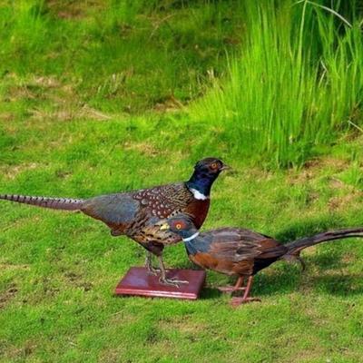 Taxidermy ring neck pheasant