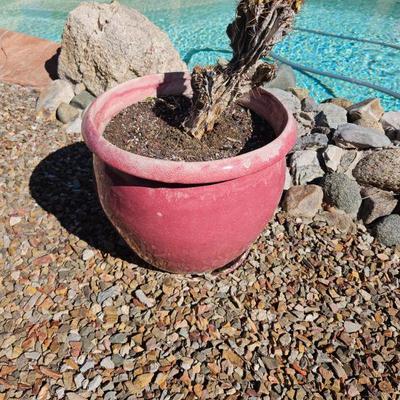 Pottery With Plant