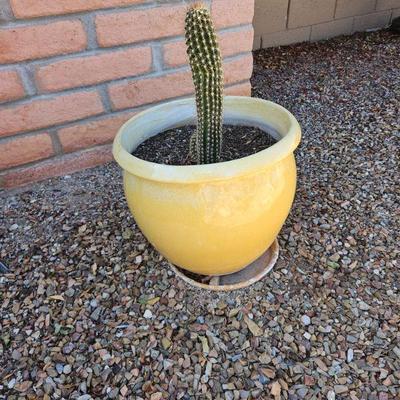 Pottery With Plant