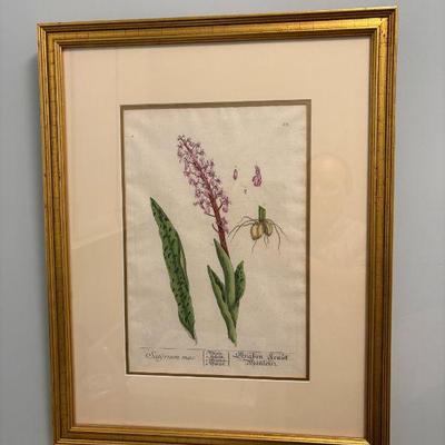 Hand Colored Botanical Etching