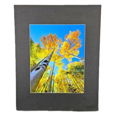 Lot #54 - 24" x 30" Aspen Scene "Ten Mile Range" CO. Vertical Photograph in 5" Black Matting