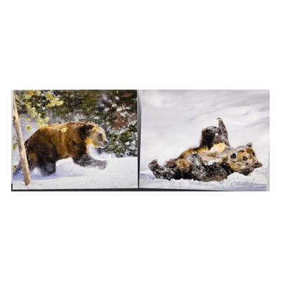 Lot #58 - Bear Photography Art Set - large Prints of Momma & Baby Bears- 16 x 20 Both on Foam Board in Protective Sleeves