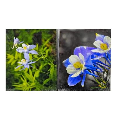Lot #62 - Columbine Flowers - Lot of Two 16 x 20 Enlarged Wildlife Photos in Protective Sleeves