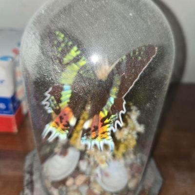 Butterflies