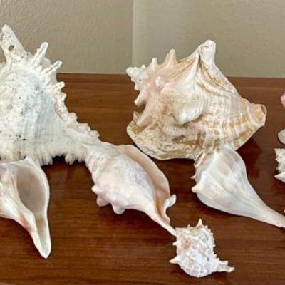 Large Collection Of Assorted Shells - Las Vegas 1951 Figurine, Cassis Cornuta, Conch, And More