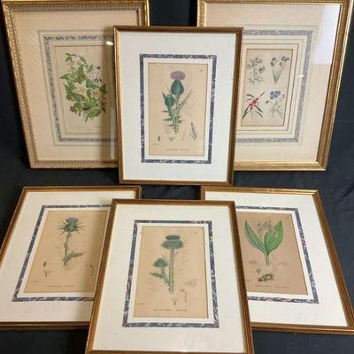 Framed vintage botanical prints set of 6