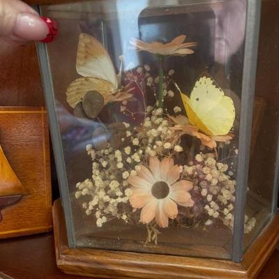 Butterfly display 