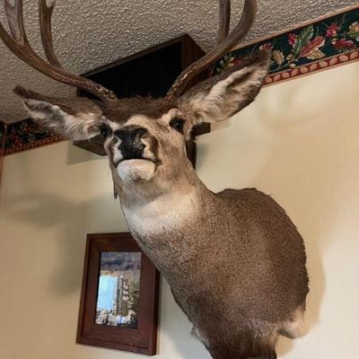Deer 