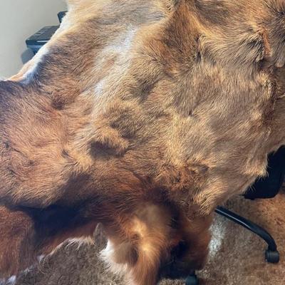 Elk fur 