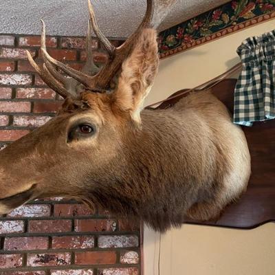 Elk 